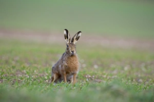 Brown Hare Lepus europaeus Norfolk spring