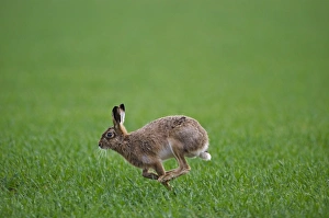 Brown Hare Lepus europaeus Norfolk spring