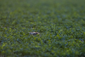 Brown Hare Lepus europaeus Norfolk spring