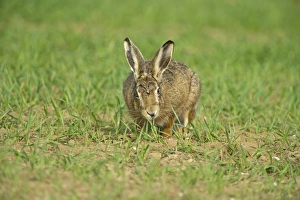: Brown Hare Lepus europaeus Norfolk spring