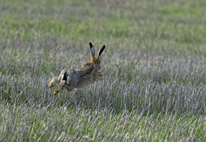 Brown Hare Lepus europaeus running across stubble Lincolnshire UK autumn Brown Hare Lepus europaeus running across stubble Lincolnshire UK autumn