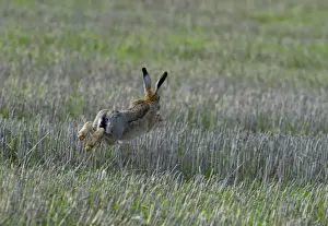 Hare Prints: Brown Hare Lepus europaeus running across stubble Lincolnshire UK autumn