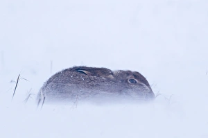 Brown Hare Lepus europaeus sitting out blizzard in stubble field Norfolk January Brown Hare Lepus europaeus sitting out blizzard in stubble field Norfolk January