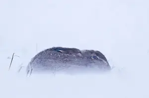 Mammal Prints: Brown Hare Lepus europaeus sitting out blizzard in stubble field Norfolk January