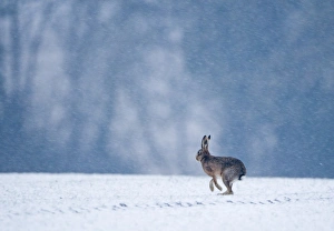 Brown Hare Lepus europaeus on winter wheat field Norfolk January
