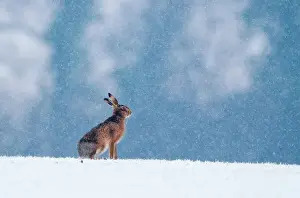 Brown Hare Lepus europaeus on winter wheat field Norfolk January