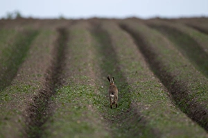 Brown Hare Lepus lepus Norfolk late winter