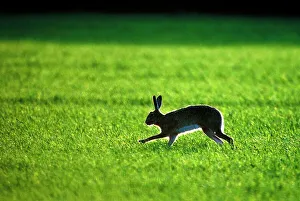 Brown Hare Lepus lepus Norfolk late winter