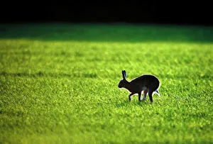 Brown Hare Lepus lepus Norfolk late winter