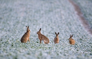 Brown Hare Lepus lepus Norfolk winter