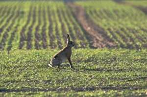 Mammal Prints: Brown Hare Lepus lepus Norfolk winter