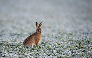Brown Hare Lepus lepus Norfolk winter