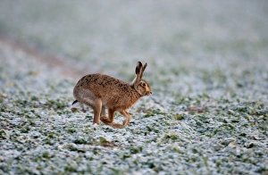 Brown Hare Lepus lepus Norfolk winter