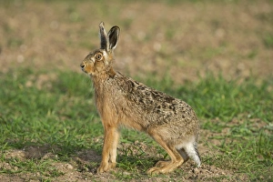 Brown Hare Leus europaeus Norfolk spring