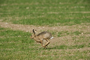 Brown Hare Leus europaeus Norfolk spring