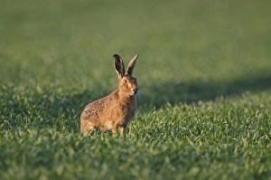 Brown Hare Leus europaeus Norfolk spring