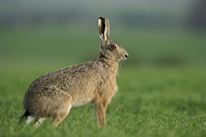 Brown Hare Leus europaeus Norfolk spring