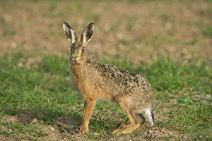 Brown Hare Leus europaeus Norfolk spring