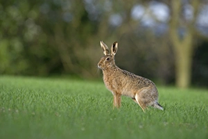 Brown Hare Leus europaeus Norfolk spring