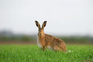 Brown Hare Leus europaeus Norfolk spring
