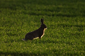 Brown Hare Leus europaeus Norfolk spring