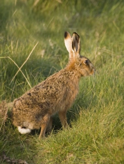 Mammal Prints: Brown Hare Norfolk summer