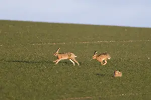 Brown Hares Lepus europaeus chasing across a field of winter wheat Norfolk March