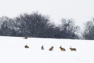 Brown Hares Lepus europaeus in snow covered field Yare Valley Norfolk January