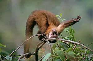 Brown-headed Capuchin, youngster playing, Manu, Peru