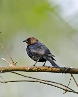 : Brown-headed Cowbird Molothrus ater New Jersey USA