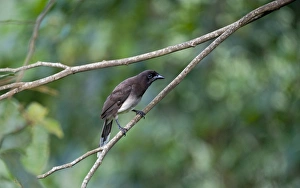 Brown Jay Cyanocorax morio Costa Rica