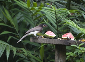 Brown Jay Cyanocorax morio Costa Rica
