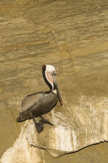 Brown Pelican Pelecanus occidentalis La Jolla California USA April