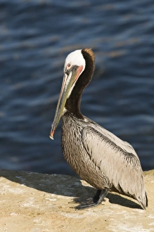 Brown Pelican Pelecanus occidentalis La Jolla California USA April Brown Pelican Pelecanus occidentalis La Jolla California USA April