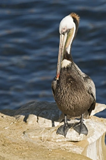 Brown Pelican Pelecanus occidentalis La Jolla California USA April