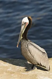 Brown Pelican Pelecanus occidentalis La Jolla California USA April