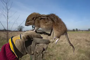 Brown Rat Rattus norvegicus caught in Gin Trap Suffolk UK