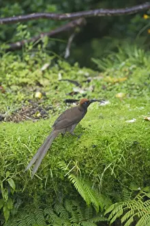 Brown Sicklebill Epimachus meyeri female Kumul Lodge Western Highlands Papua New Guinea
