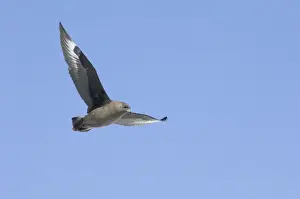 Brown Skua (Subantarctic Skua) Catharacta antarctica lonbergi, Half Moon Island, Antarctica