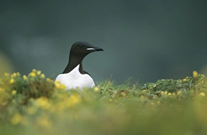 Guilemot Prints: Brunnichs Guilemot Alaska