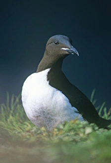 Prints of Brunnichs Guillemot Hornoya Norwat May Images Dated 2008 November: Brunnichs Guillemot Hornoya Norwat May
