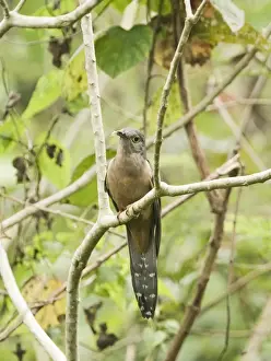 Brush Cuckoo subspecies Rusty-breasted Cuckoo Cacomantis variolosus sepucralis Alcoy