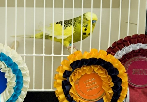 Show Prints: Budgerigar in show - Royal Norfolk Show