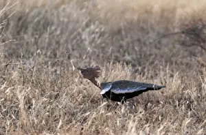 Kenya Prints: buff crested bustard bustard kenya africa east africa