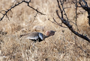 Buff-crested Bustard Eupodotis gindlana male displaying to female Samburu Kenya Buff-crested Bustard Eupodotis gindlana male displaying to female Samburu Kenya