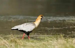 Chile Prints: Buff-necked Ibis Theristicus caudatus Tierra del Fuego Argentina November