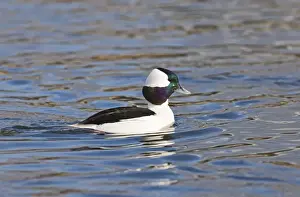 Male Prints: Bufflehead Bucephala albeola male New Jersey USA January