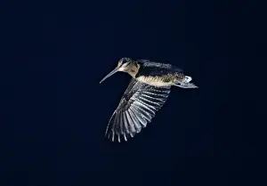 Bukidnon Woodcock Scolopax bukidonensis Mt Kitinglad Mindanao Philippines (Endemic)
