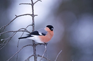 Finch Prints: Bullfinch male in winter Scotland
