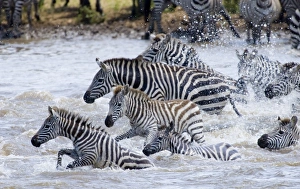 Burchells Zebra crossing Mara River Masai Mara Kenya